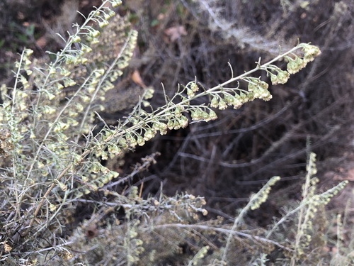 iNaturalist observation photo of California sagebrush