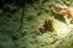Hypselodoris bullockii