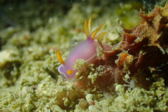 Hypselodoris bullockii
