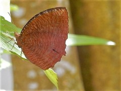 Elymnias hypermnestra beatrice