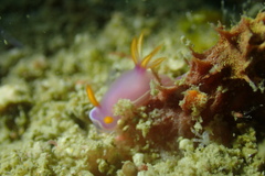 Hypselodoris bullockii