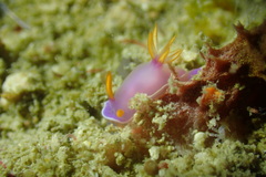 Hypselodoris bullockii