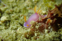 Hypselodoris bullockii