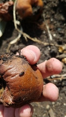 Caplothorax lugubris