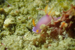 Hypselodoris bullockii