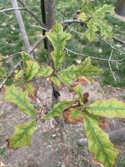 Quercus