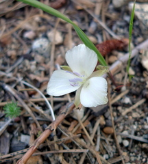 Calochortus minimus