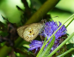 Pheraeus odilia