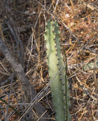 Euphorbia ingens image