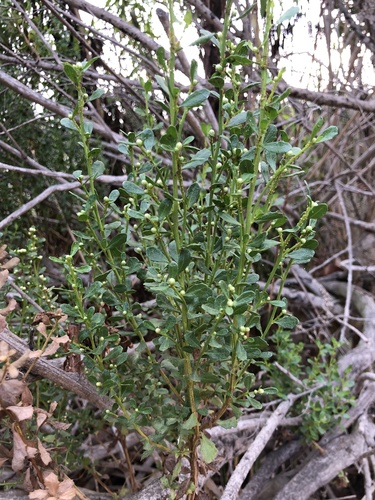 iNaturalist observation photo of coyote brush