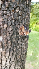 Kaniska canace nojaponicum