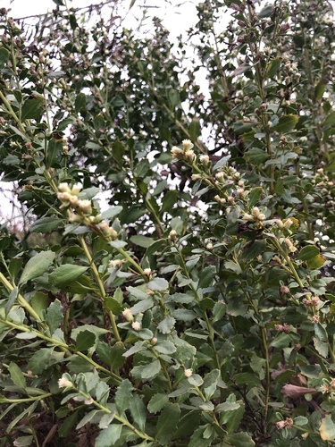 iNaturalist observation photo of coyote brush