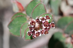 Euphorbia tomentulosa