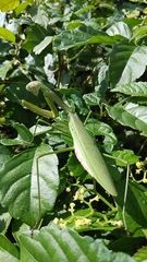 Tenodera sinensis