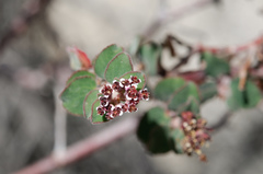 Euphorbia tomentulosa