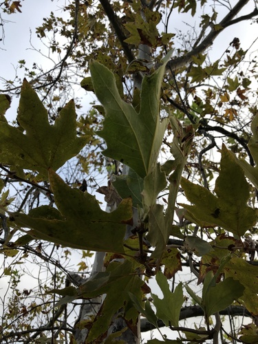 iNaturalist observation photo of western sycamore