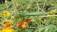 Tenodera sinensis