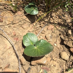 Pelargonium asarifolium