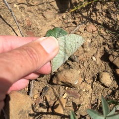 Pelargonium asarifolium