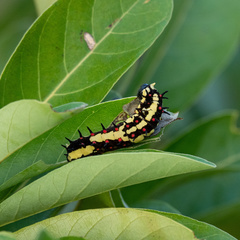 Papilio clytia