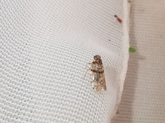 Cixius distinguendus