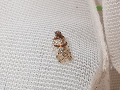 Cixius distinguendus