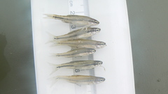 Notropis anogenus