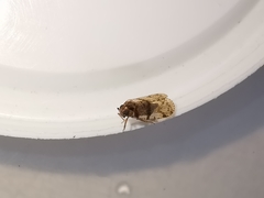 Cixius distinguendus