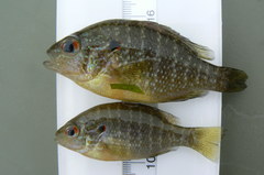 Lepomis peltastes