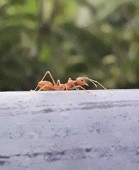 Oecophylla smaragdina