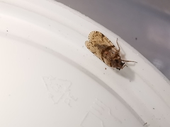 Cixius distinguendus