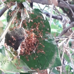 Oecophylla smaragdina