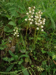 Pyrola media