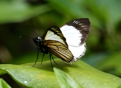 Heliopetes ochroleuca