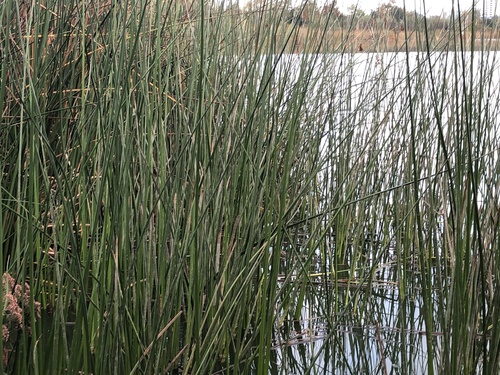 iNaturalist observation photo of California bulrush