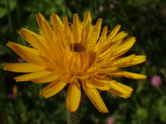 Leontodon hispidus hispidus