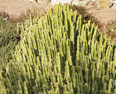 Euphorbia resinifera