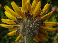 Leontodon hispidus hispidus