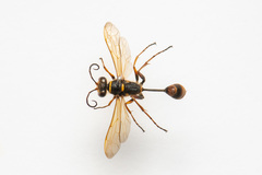 Sceliphron deforme taiwanum