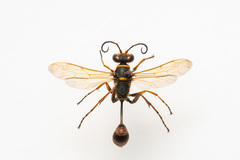 Sceliphron deforme taiwanum