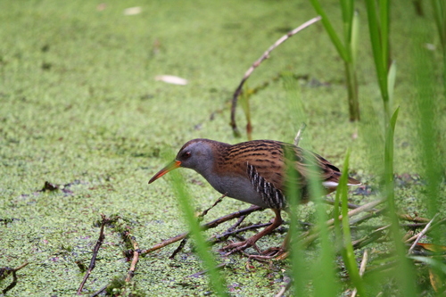 Water Rail (Rallus aquaticus)