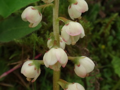Pyrola media