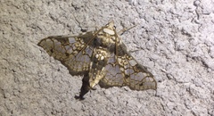 Megastes praxiteles