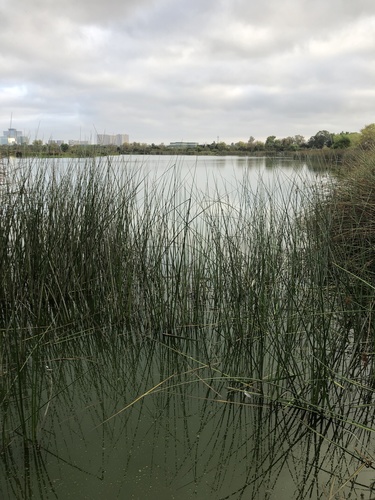 iNaturalist observation photo of California bulrush