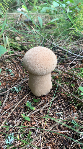 Rozpadavec stopkatý (Lycoperdon excipuliforme)