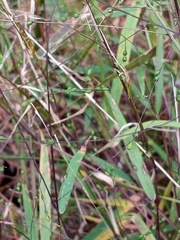 Kellochloa verrucosa