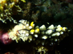 Phyllidia elegans