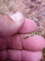 Kellochloa verrucosa