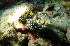 Phyllidia elegans