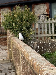 Chroicocephalus ridibundus